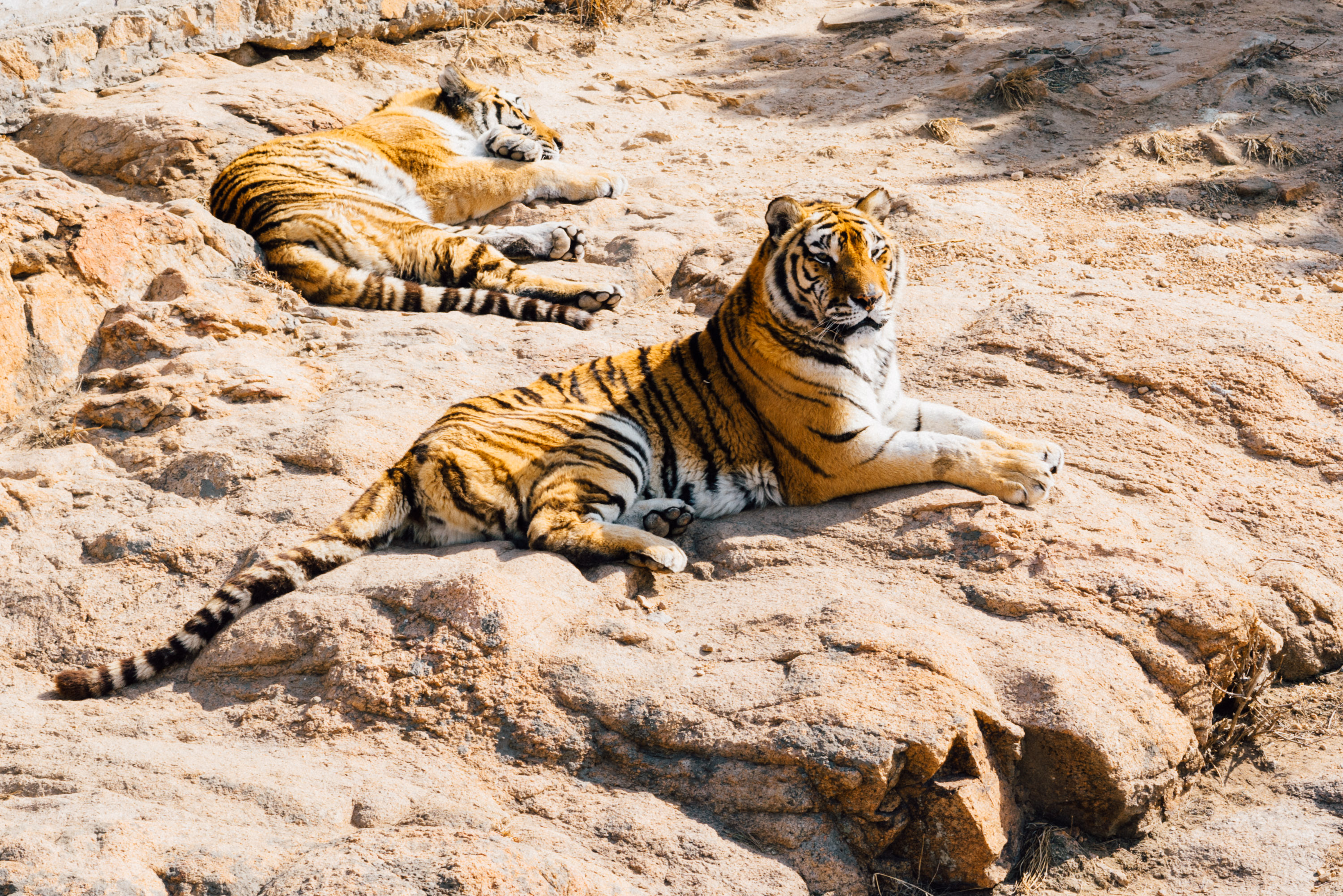 two tiger animal lying on ground during daytime